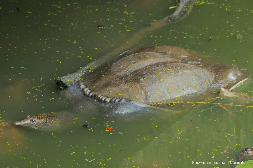 Photo by Phuwarin Suchartbunmak