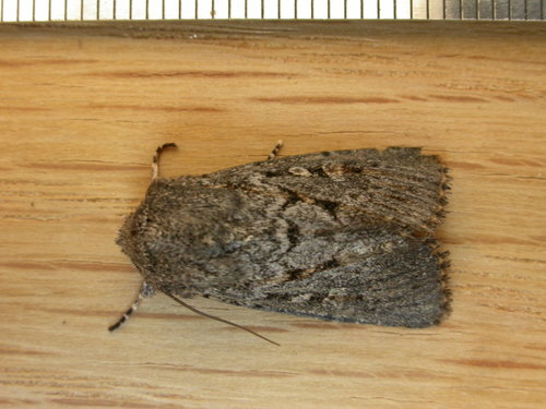 Dasygaster melambaphes