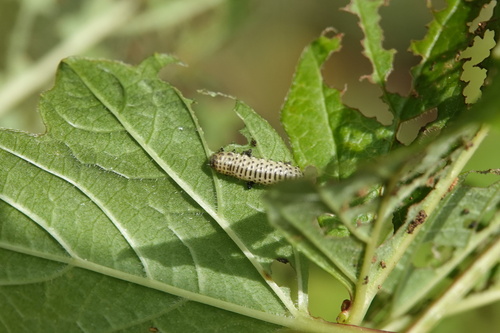 Viburnum Leaf Beetle, Heiloo, Nederland, photo 6 of 10