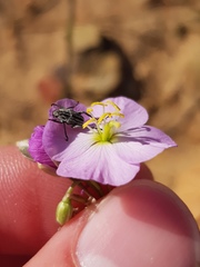 Heliophila carnosa