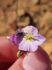 Heliophila carnosa
