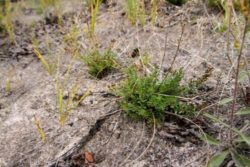 Lechea intermedia var. depauperata