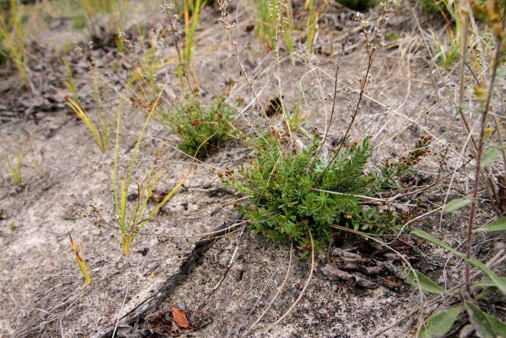 Lechea intermedia var. depauperata