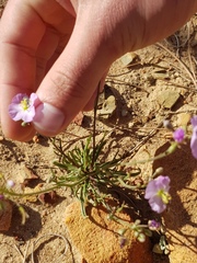 Heliophila carnosa