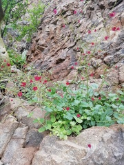 Boerhavia gracillima