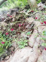 Boerhavia gracillima