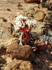 Crassula alpestris