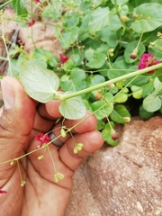 Boerhavia gracillima
