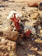 Crassula alpestris
