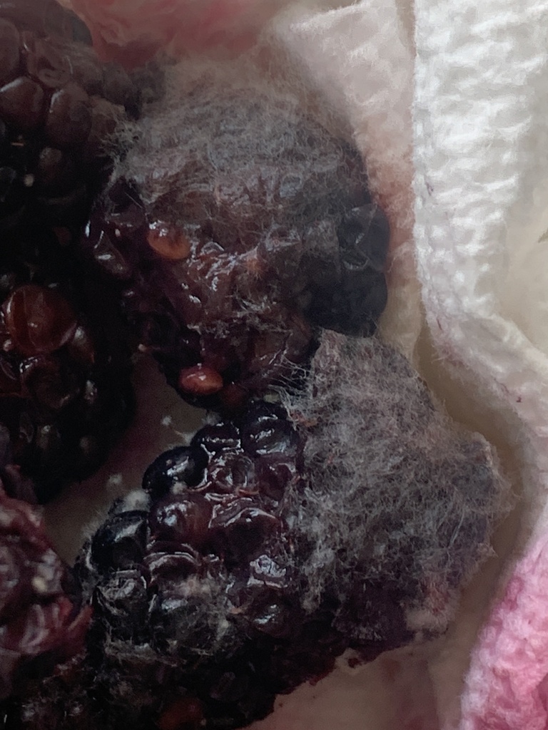 Botrytis