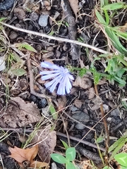 Cichorium intybus