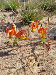 Gladiolus speciosus