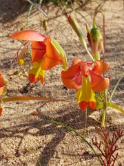 Gladiolus speciosus