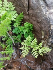 Myriopteris pringlei