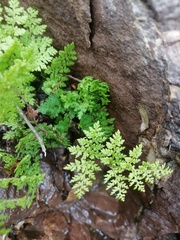 Myriopteris pringlei