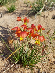 Gladiolus speciosus
