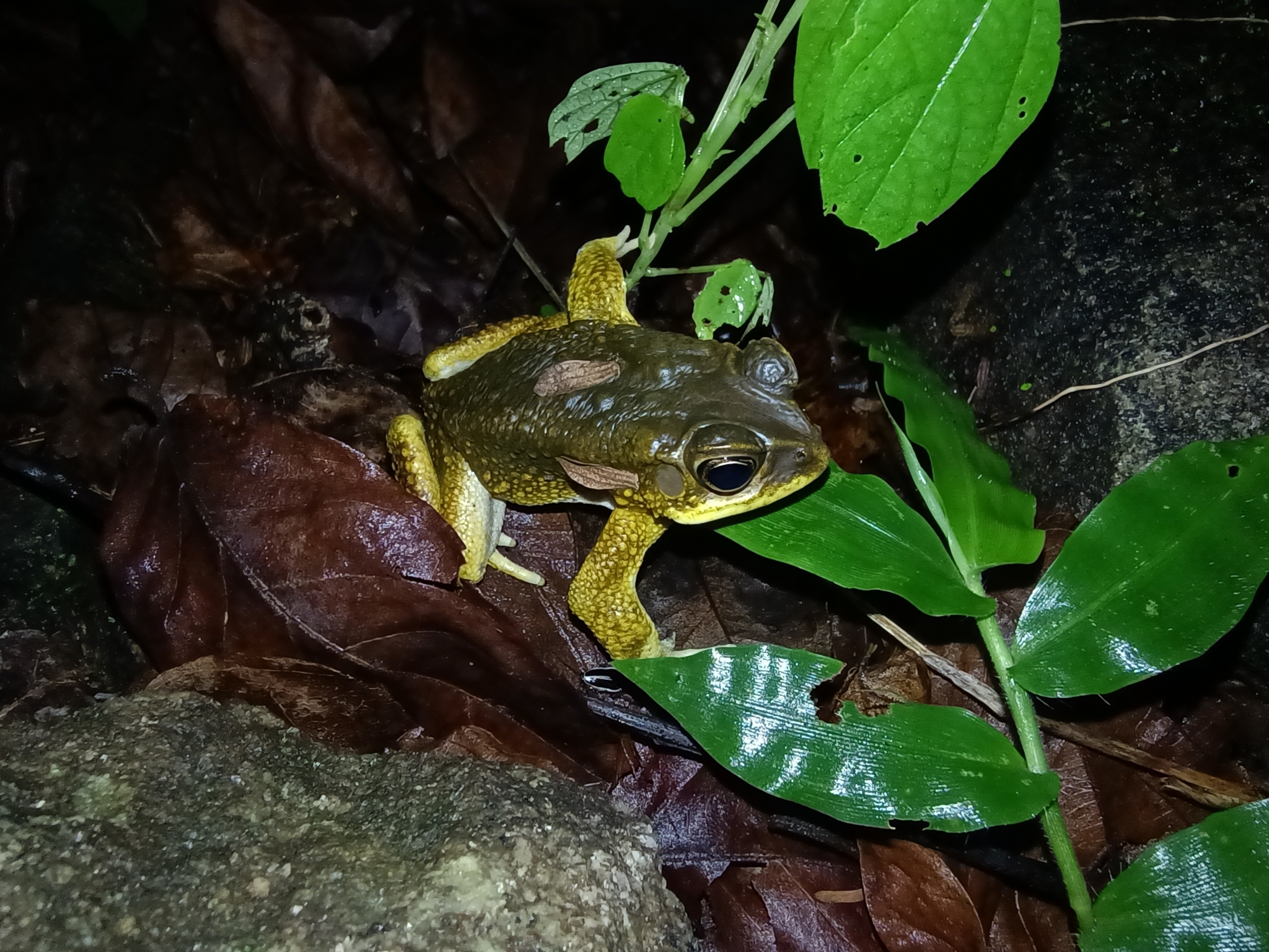 Indian Common True Toad
