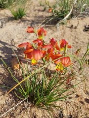 Gladiolus speciosus
