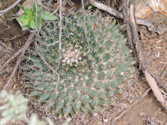 Mammillaria meiacantha