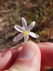 Hesperantha marlothii