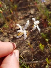 Hesperantha marlothii
