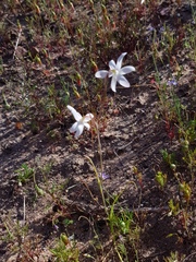 Hesperantha marlothii