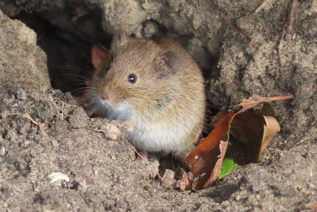 Myodes (Guide de la biodiversité de la Colline du Roule) · iNaturalist