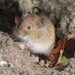 Red-backed Voles - Photo (c) Mick Elliot, some rights reserved (CC BY-NC), uploaded by Mick Elliot
