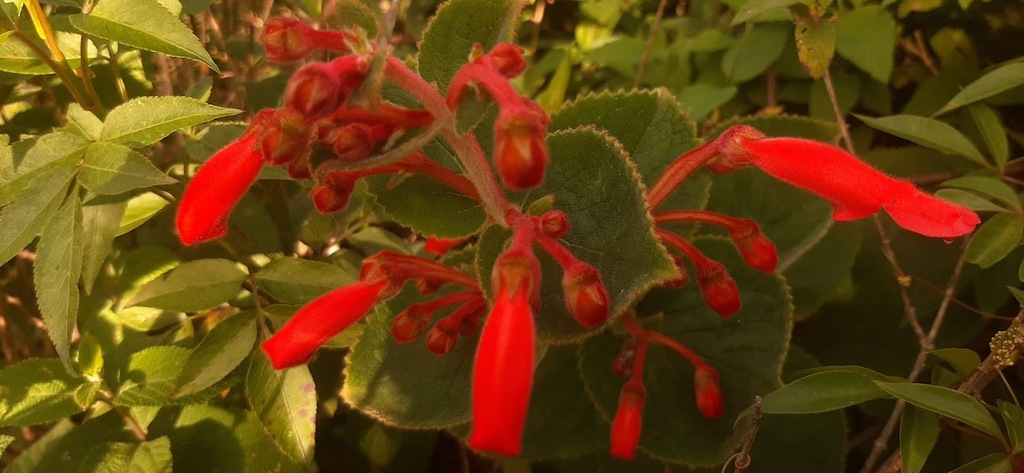 Sinningia magnifica, 3MX5+VG Extrema, MG, Brasil