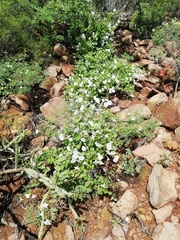 Jacquemontia pringlei