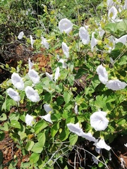 Jacquemontia pringlei