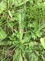 Plantago lanceolata