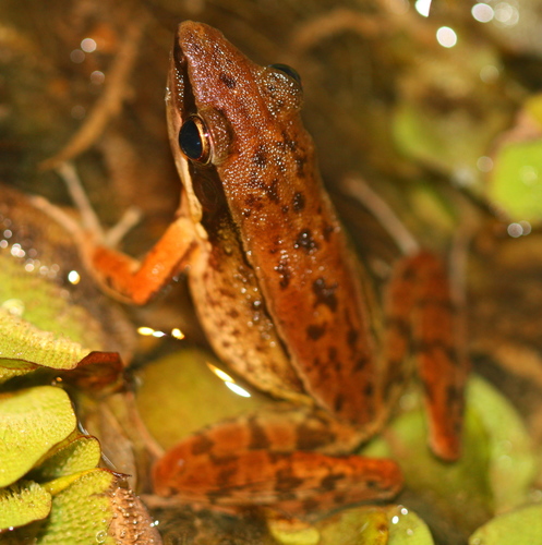 Hylarana nicobariensis