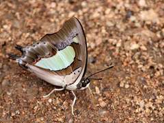 Polyura