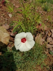 Hibiscus biseptus