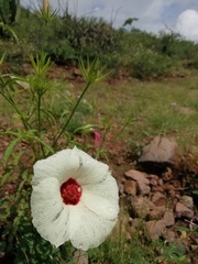 Hibiscus biseptus