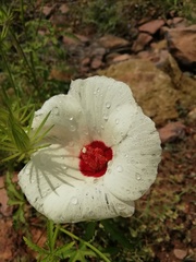 Hibiscus biseptus