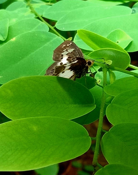 Common Yellow-Breasted Flat
