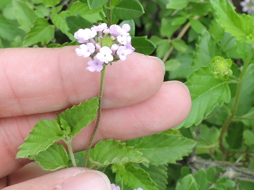 Brushland shrubverbena (Lantana achyranthifolia)