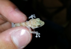 Ptyodactylus hasselquistii