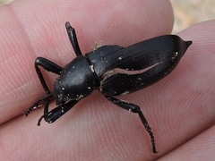 Eleodes tenuipes