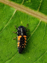 Harmonia axyridis