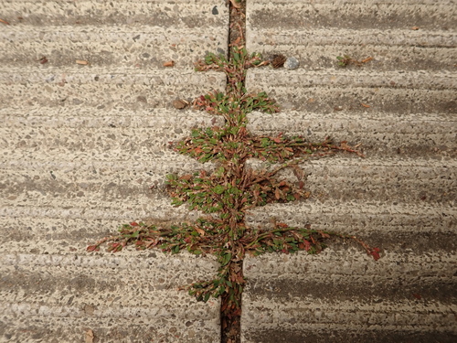 Oval-leaf knotweed (Polygonum arenastrum)