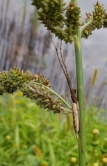 Tetragnatha straminea