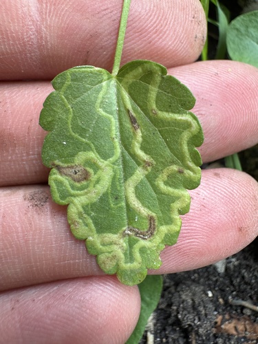 Mallow Leaf Miner photo 3