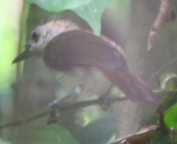 Rufous-crowned Babbler