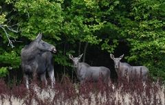 Moose photo 2
