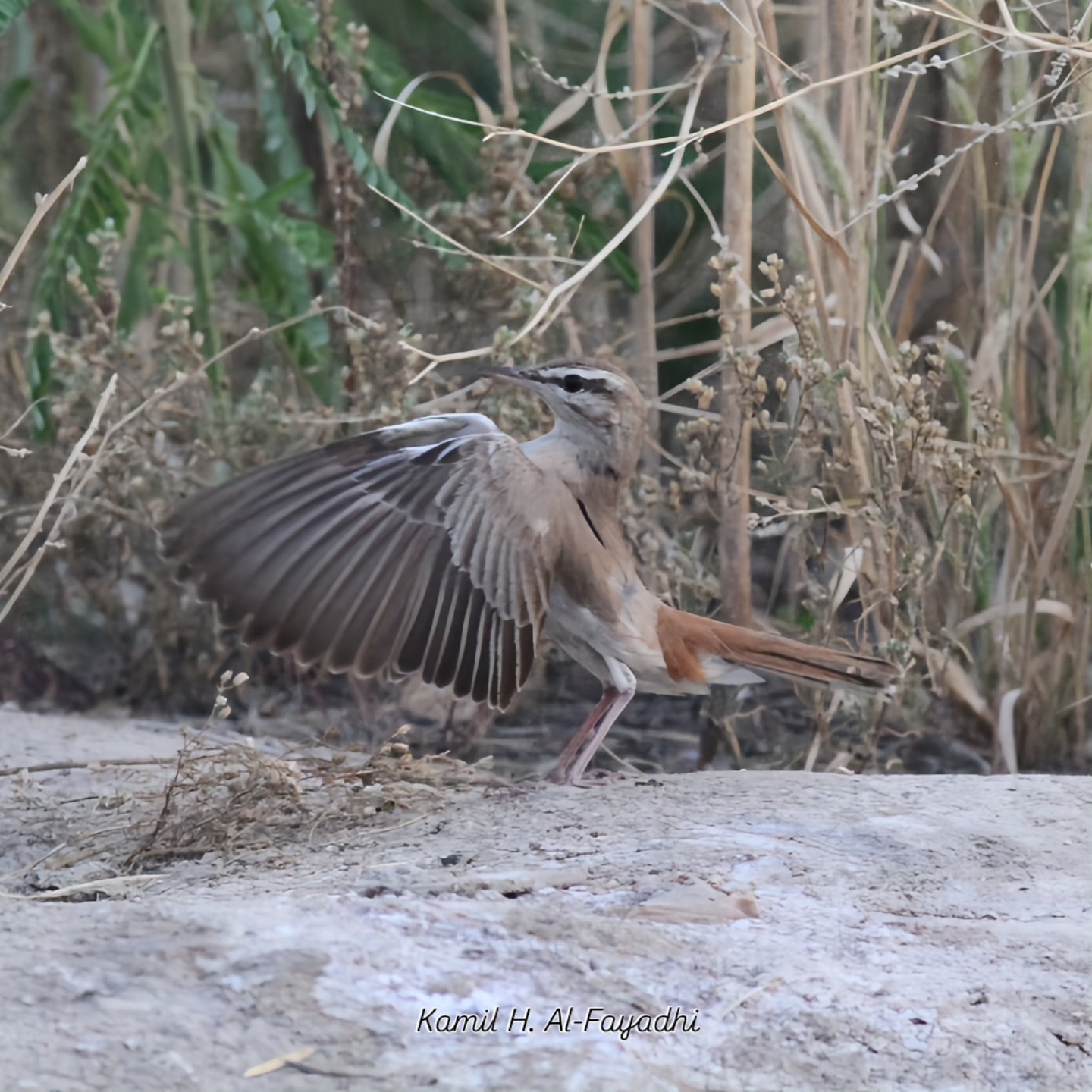Rufous-tailed Scrub Robin