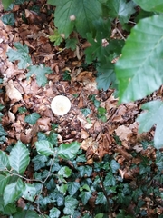 Amanita echinocephala