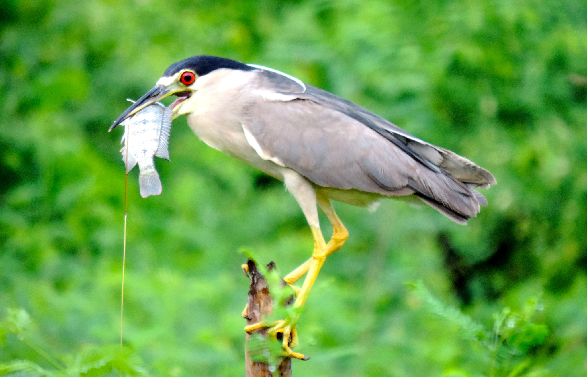 Black-crowned Night Heron